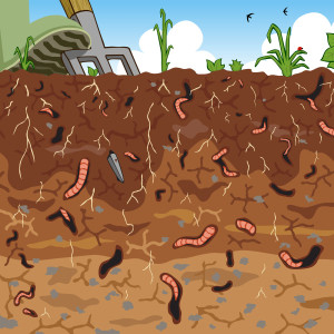 Vermicompost is when worms break down your compost into usable nutrients for your plants.