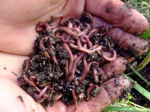Red wigglers and European nightcrawls for your indoor vermicompost