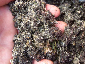 a handful of pot worms from one of my worm composting bins