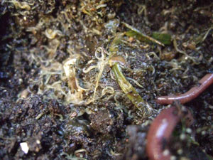 Pot worms in your worm composting bin 