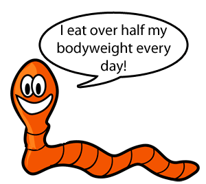 Red wiggler worms eat half their body weight every day. That would be like a 200 pound guy eating 4 five gallon buckets of food each day!