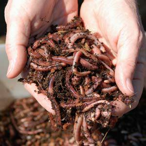 a handful of red wigglers